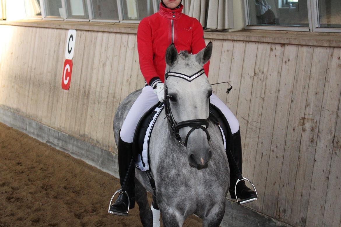 Connemara Mosegårdens Mascha  -  Verdens smukkeste! <3 :* billede 9