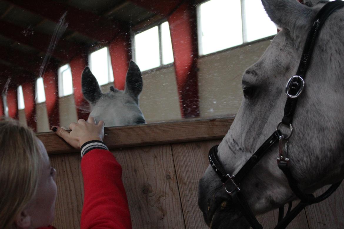 Connemara Mosegårdens Mascha  - "Omg, se lige hvor lækker jeg er" HIHI <3 billede 10