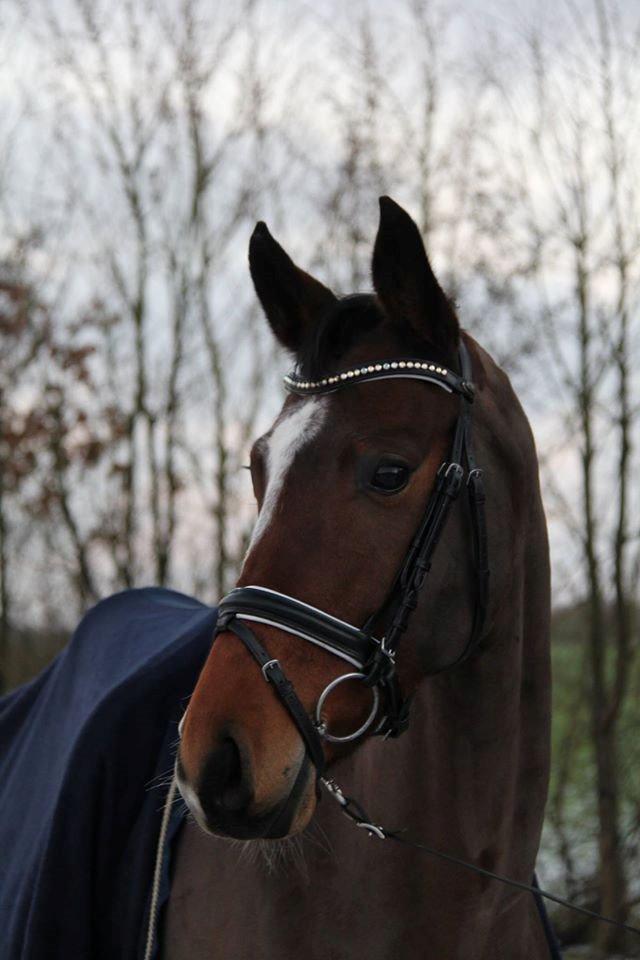 Tysk Oldenburger Lilly Marleen (Lille Lilly) billede 1