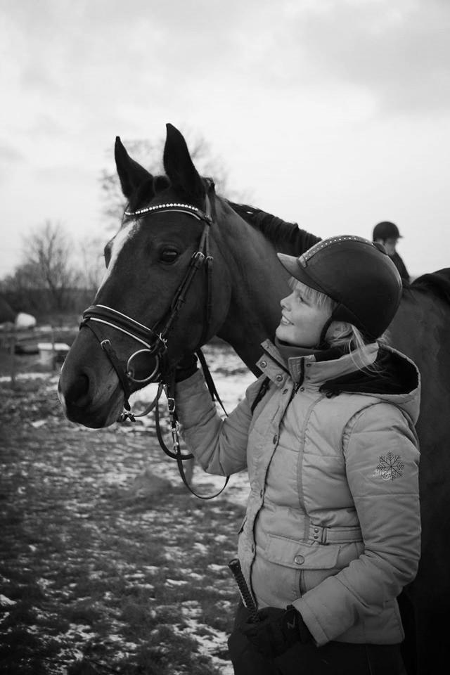 Tysk Oldenburger Lilly Marleen (Lille Lilly) billede 2