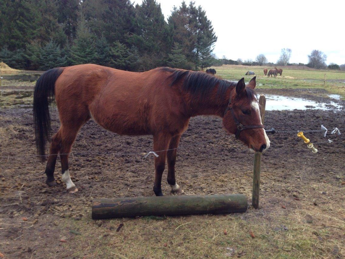 Arabisk fuldblod (OX) Carola Zaxzina Pox billede 21