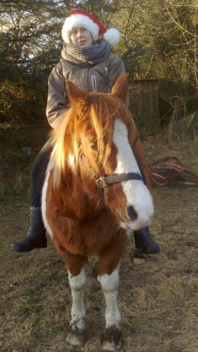 Anden særlig race Tito billede 13