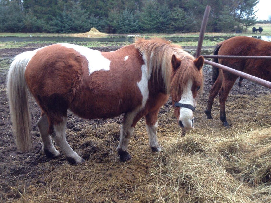 Anden særlig race Tito billede 14