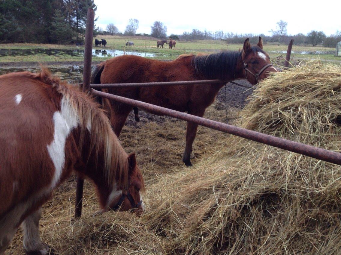Anden særlig race Tito billede 15