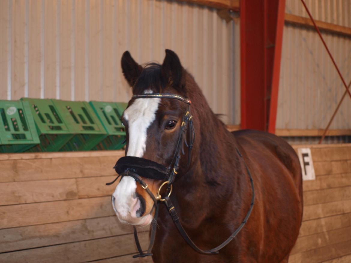 Oldenborg Saxo aka Grisen - Bamse hesten. det kan man da ikke stå for billede 9