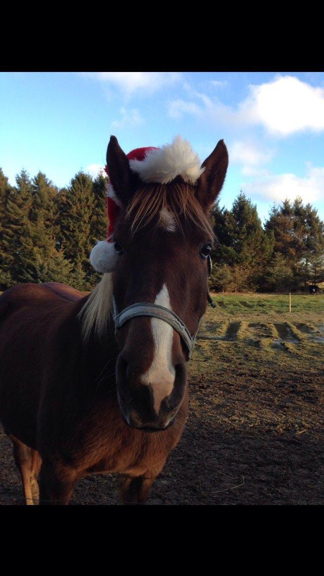 Anden særlig race Smart Dosia Pox billede 20