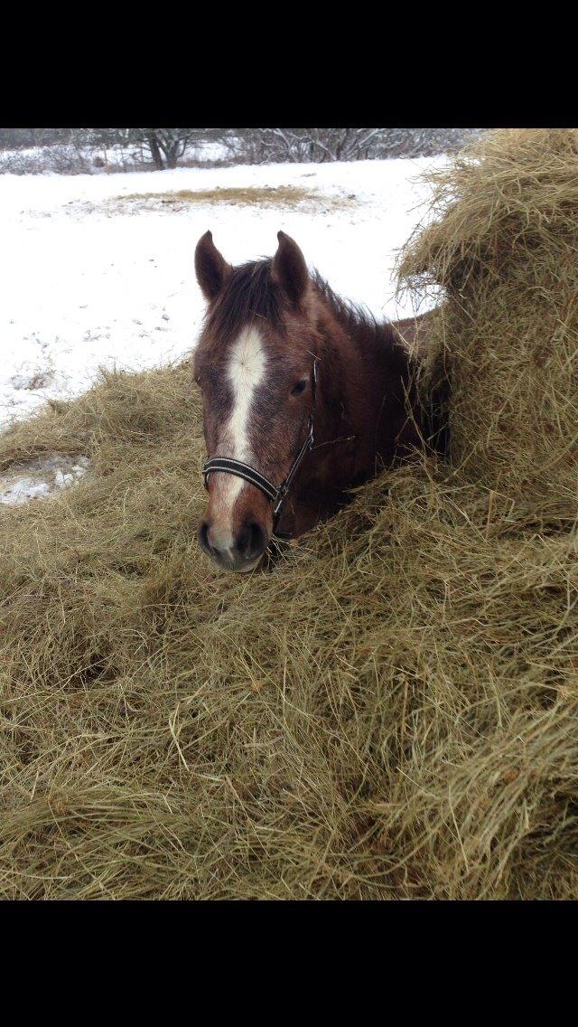 Anden særlig race Garcia Fox pox solgt billede 14
