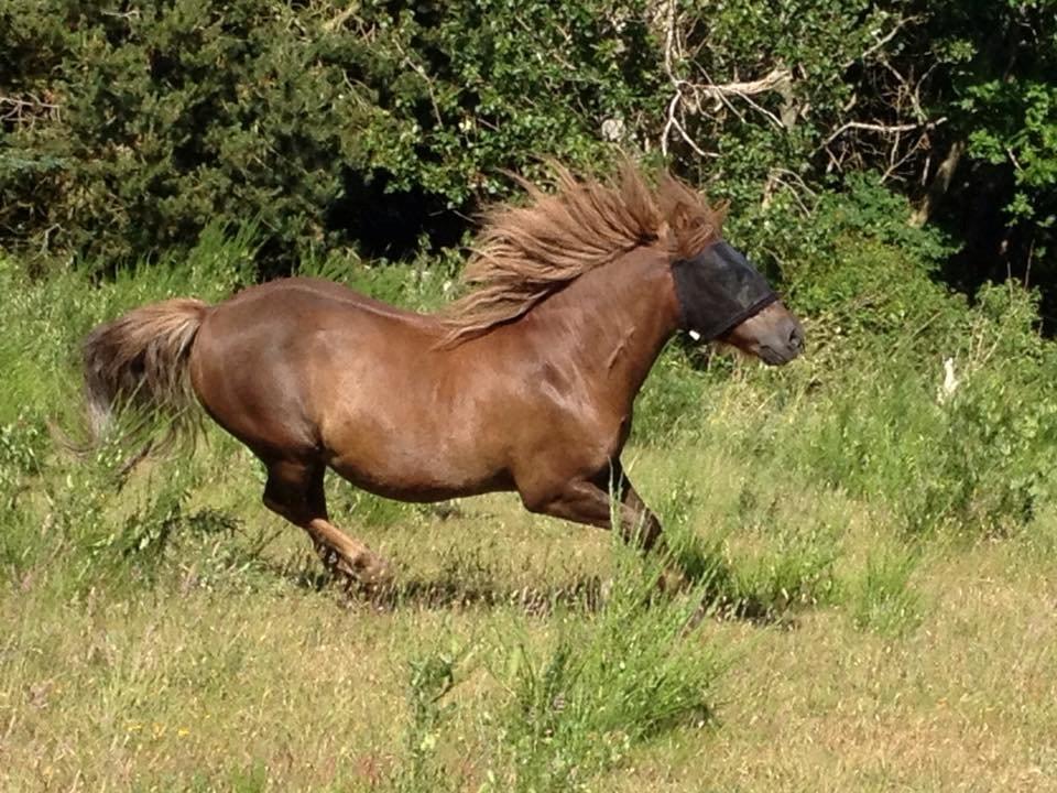 Anden særlig race Silas*. billede 5