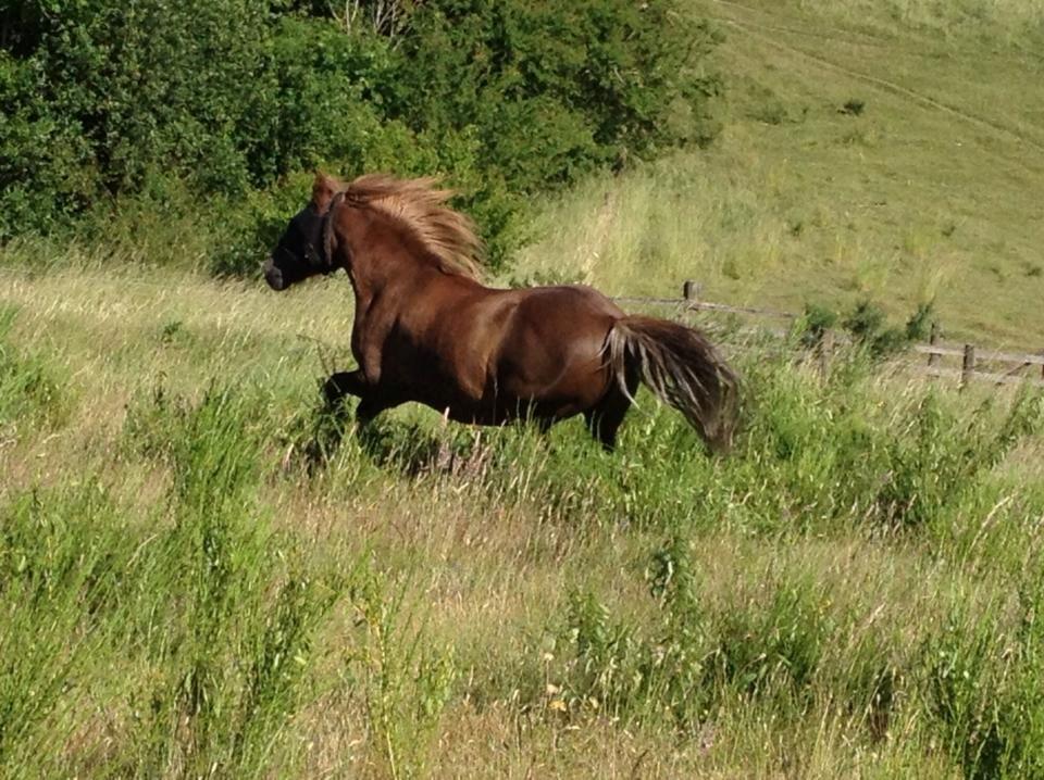 Anden særlig race Silas*. billede 6