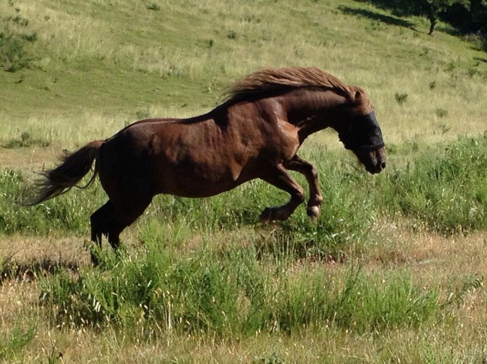 Anden særlig race Silas*. billede 4