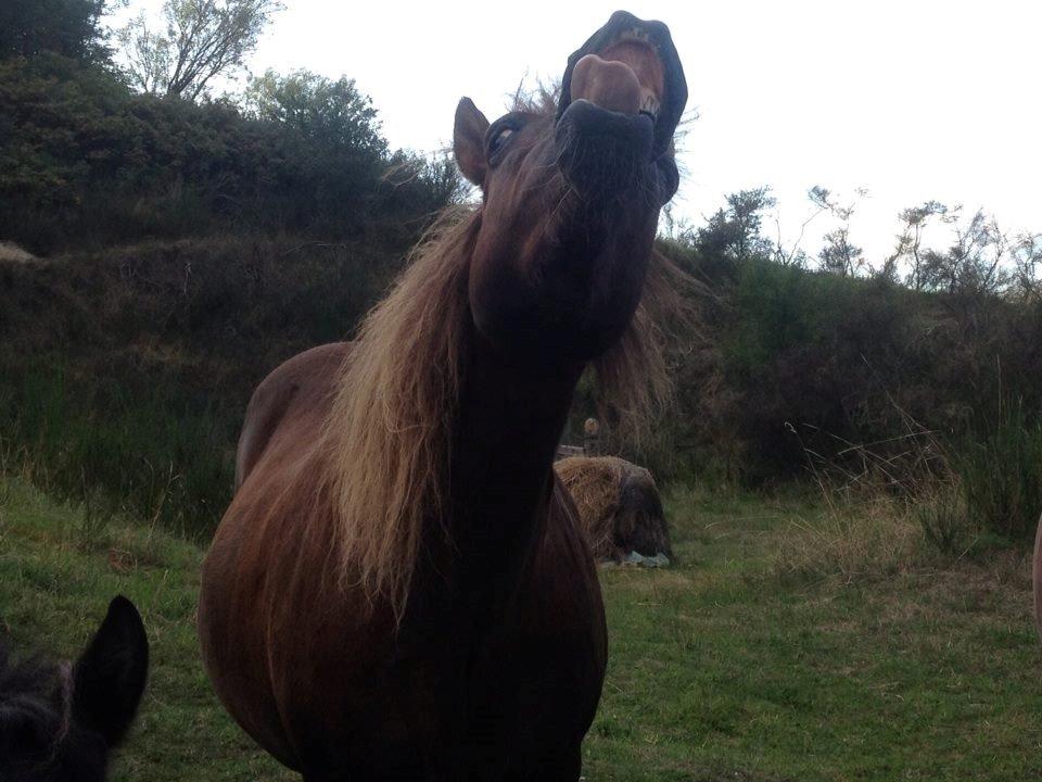 Anden særlig race Silas*. billede 7