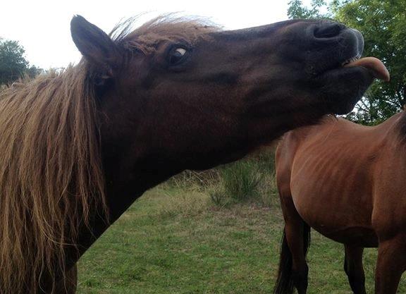 Anden særlig race Silas*. billede 8