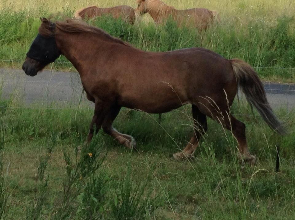 Anden særlig race Silas*. billede 15