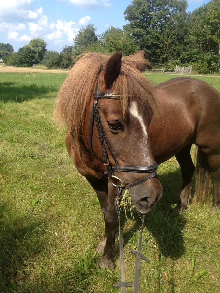 Anden særlig race Silas*. billede 16