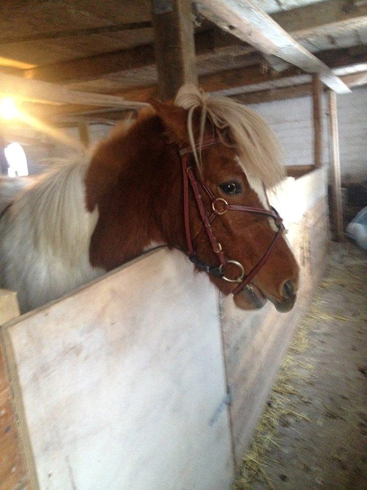 Islænder Ganti - første gang med hovedtøj på, en super cool pony, selvom han var lidt nervøs, men man bliver alligevel stolt af ham.  billede 13