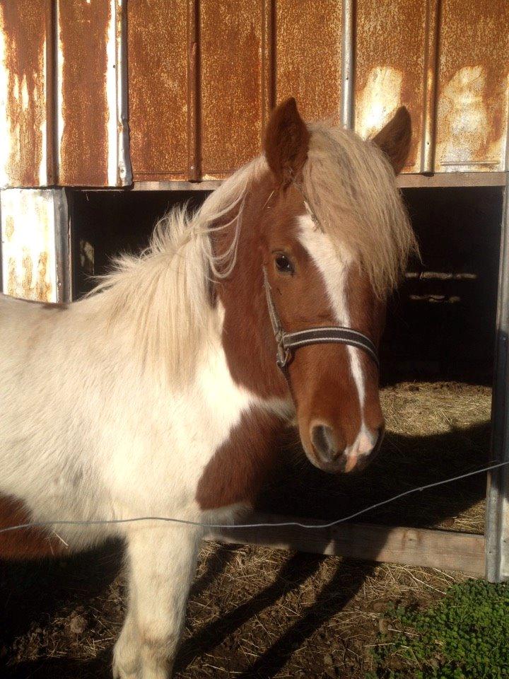 Islænder Ganti billede 14