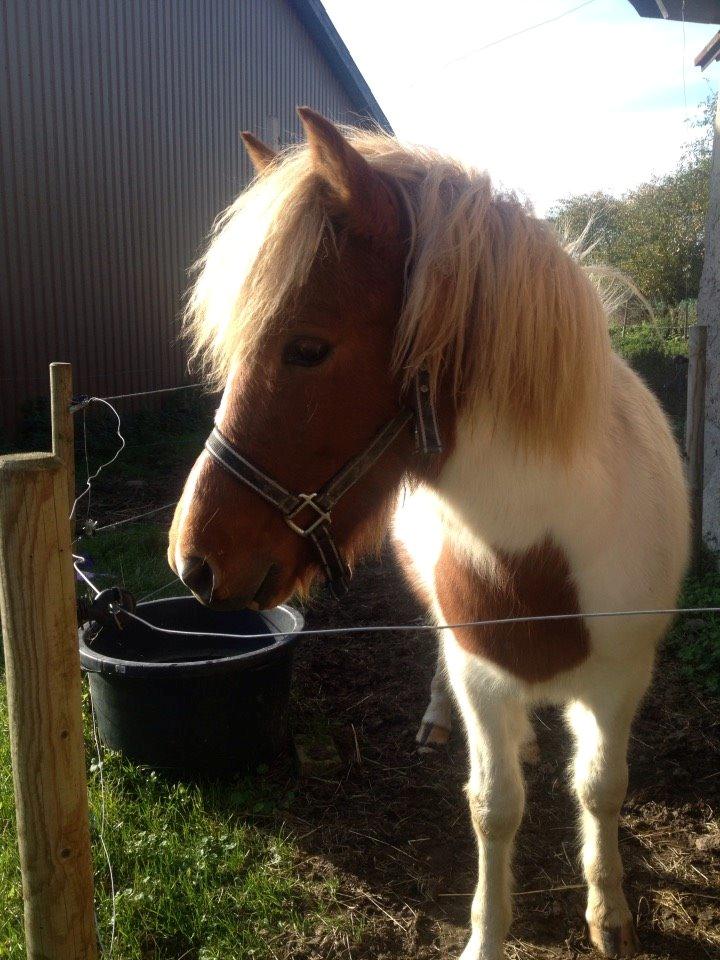 Islænder Ganti billede 15