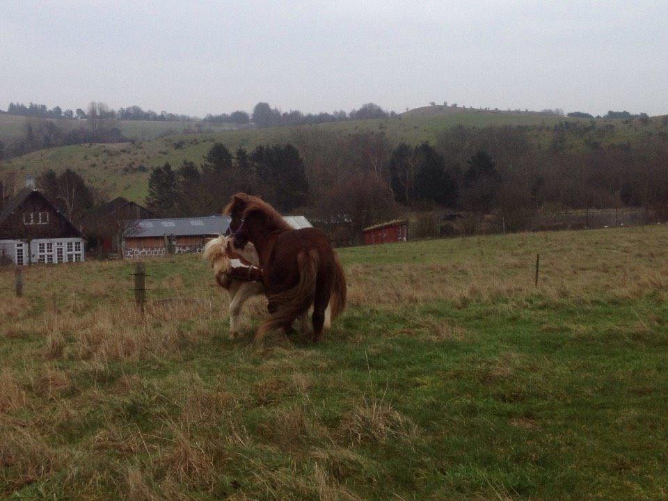 Islænder Ganti - Silas og Ganti leger.  billede 16
