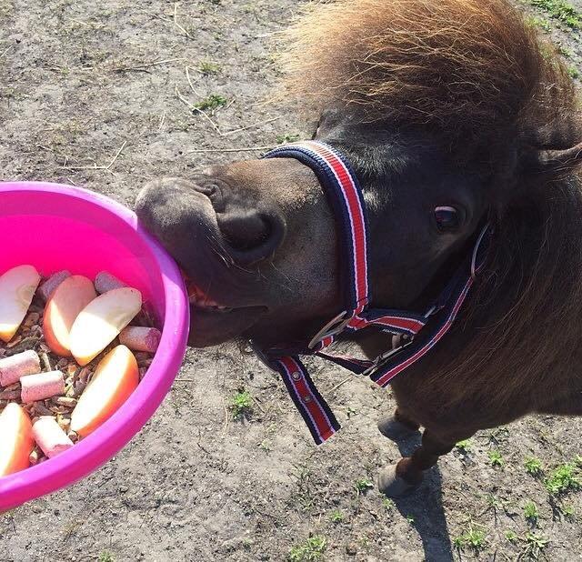 Shetlænder Lara mini-shetter billede 8