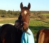 Dansk Varmblod Sandbæk's Astonia 'tideligere hest' billede 1