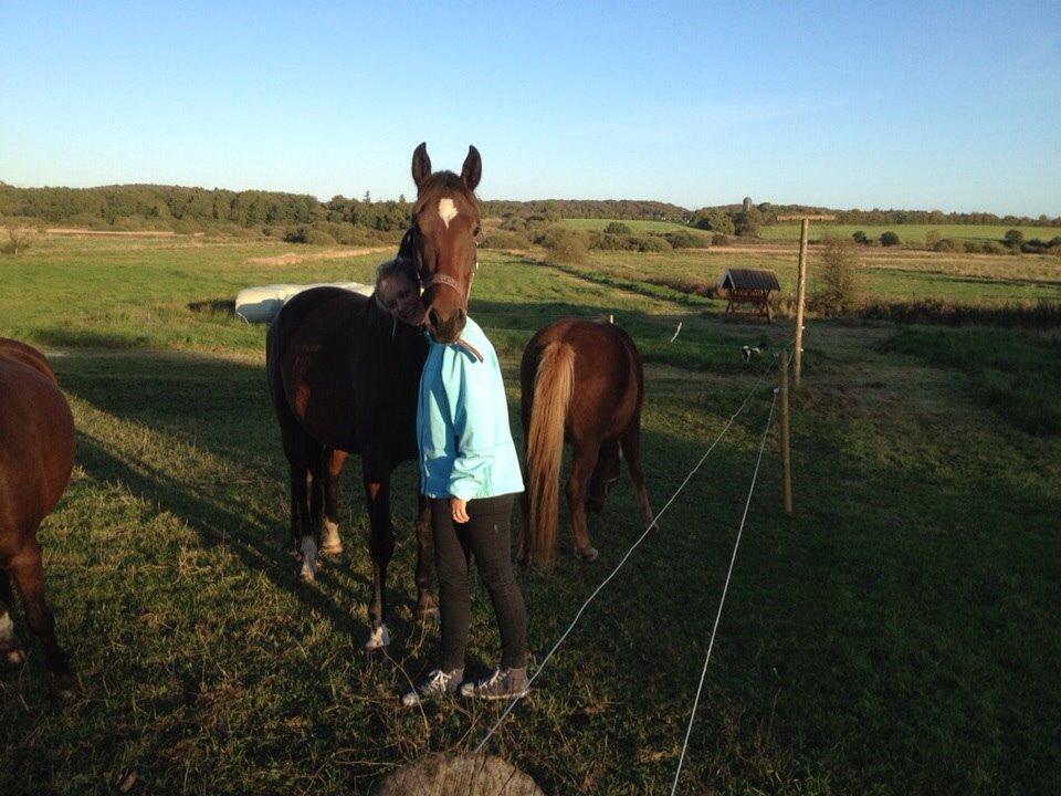 Dansk Varmblod Sandbæk's Astonia 'tideligere hest' billede 2