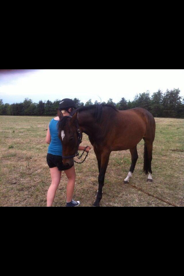 Dansk Varmblod Sandbæk's Astonia 'tideligere hest' billede 4