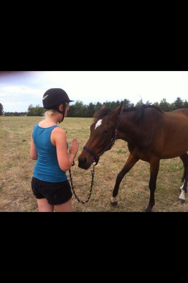 Dansk Varmblod Sandbæk's Astonia 'tideligere hest' billede 5
