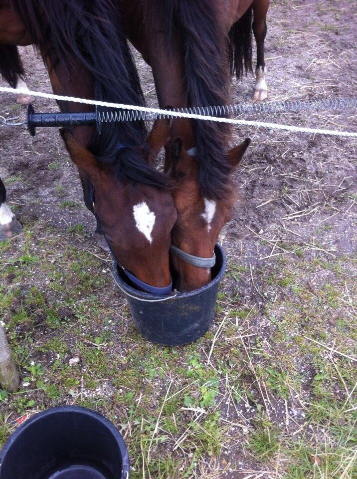 Dansk Varmblod Sandbæk's Astonia 'tideligere hest' billede 3