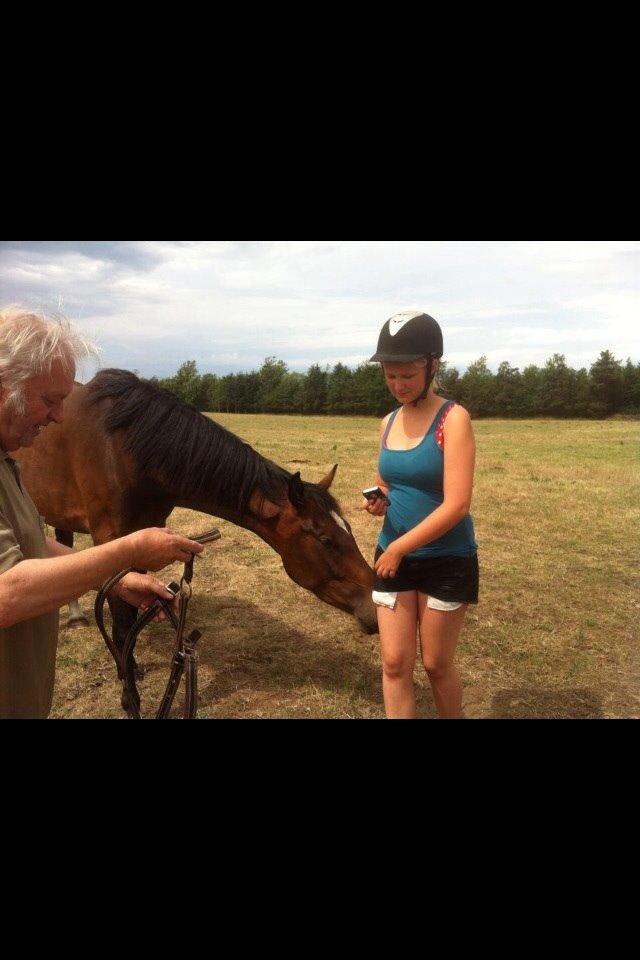 Dansk Varmblod Sandbæk's Astonia 'tideligere hest' billede 6