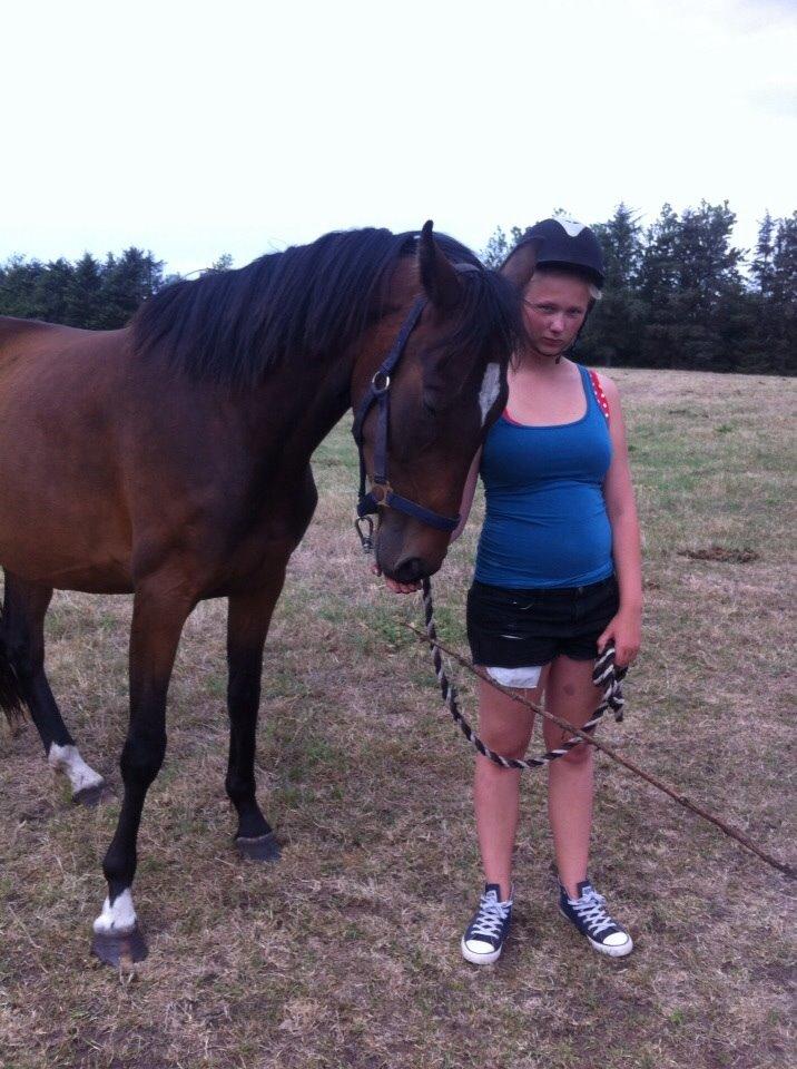 Dansk Varmblod Sandbæk's Astonia 'tideligere hest' billede 7