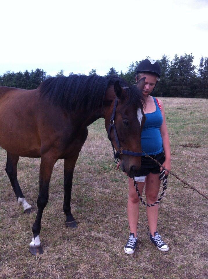 Dansk Varmblod Sandbæk's Astonia 'tideligere hest' billede 8