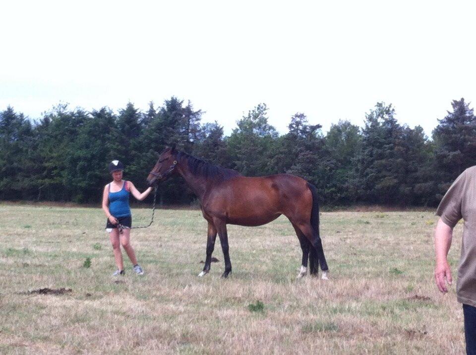 Dansk Varmblod Sandbæk's Astonia 'tideligere hest' billede 9