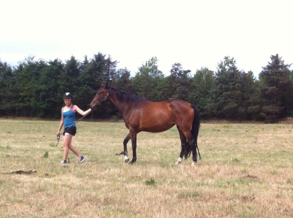 Dansk Varmblod Sandbæk's Astonia 'tideligere hest' billede 10
