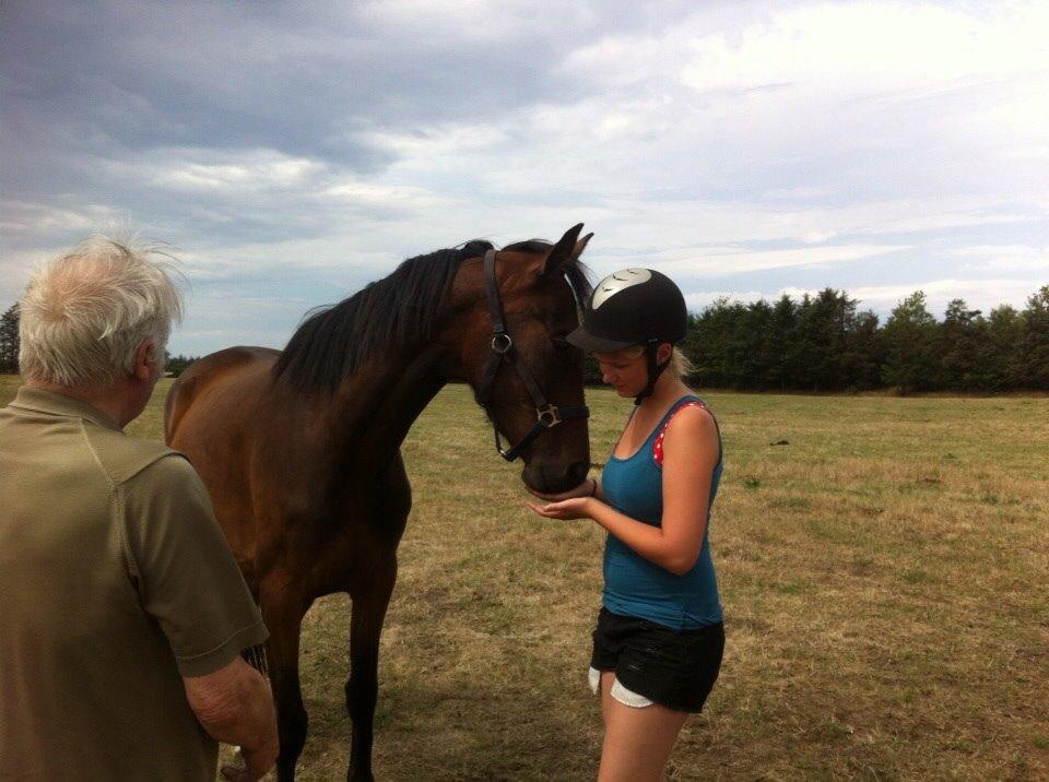 Dansk Varmblod Sandbæk's Astonia 'tideligere hest' billede 11