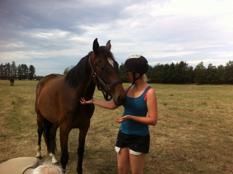 Dansk Varmblod Sandbæk's Astonia 'tideligere hest' billede 12