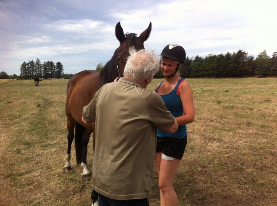 Dansk Varmblod Sandbæk's Astonia 'tideligere hest' billede 13