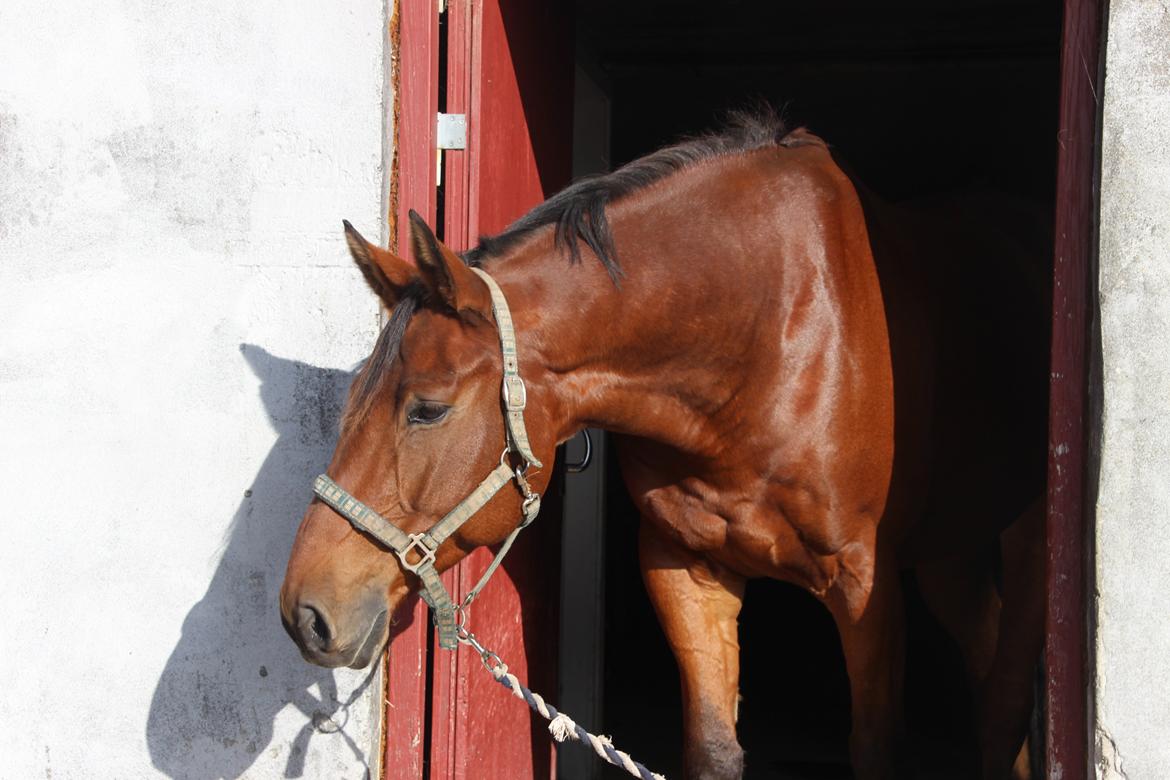 Anden særlig race Imagin Spot Morsbøl(Aflivet) billede 24