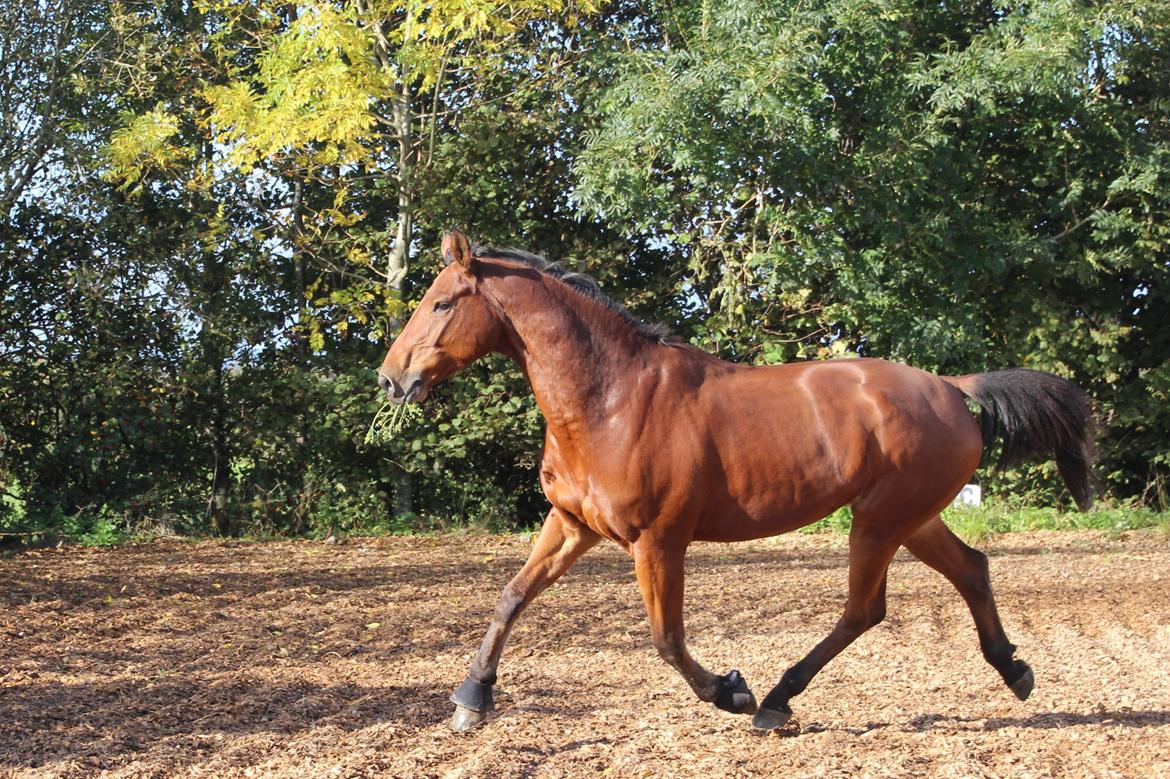 Anden særlig race Imagin Spot Morsbøl(Aflivet) billede 25