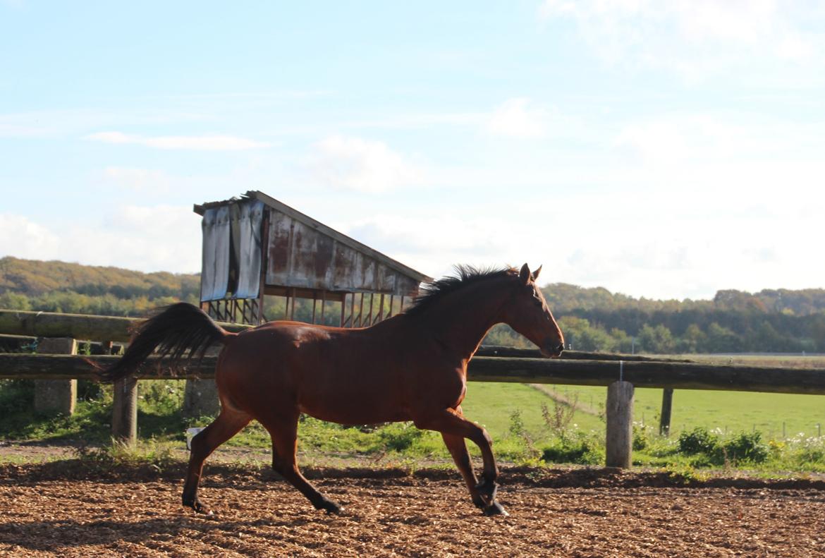 Anden særlig race Imagin Spot Morsbøl(Aflivet) billede 26