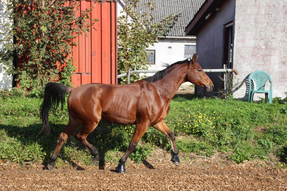 Anden særlig race Imagin Spot Morsbøl(Aflivet) billede 27