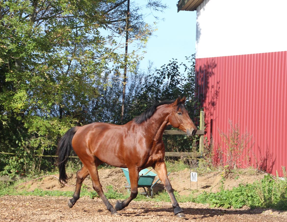 Anden særlig race Imagin Spot Morsbøl(Aflivet) billede 29