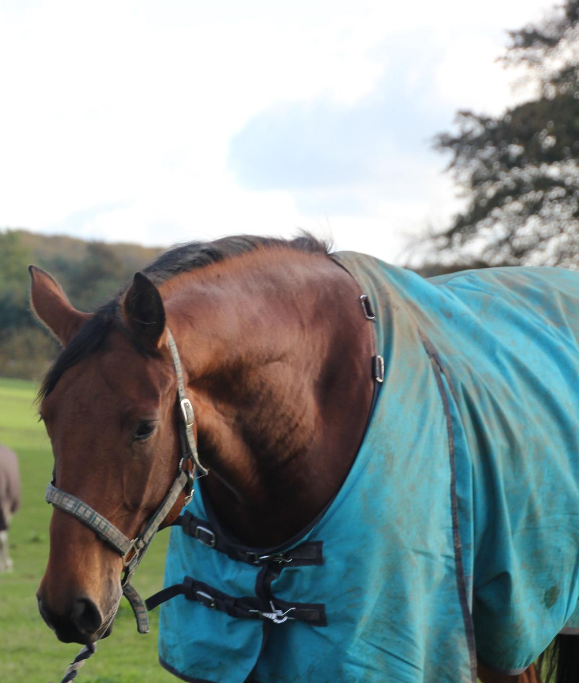 Anden særlig race Imagin Spot Morsbøl(Aflivet) billede 23