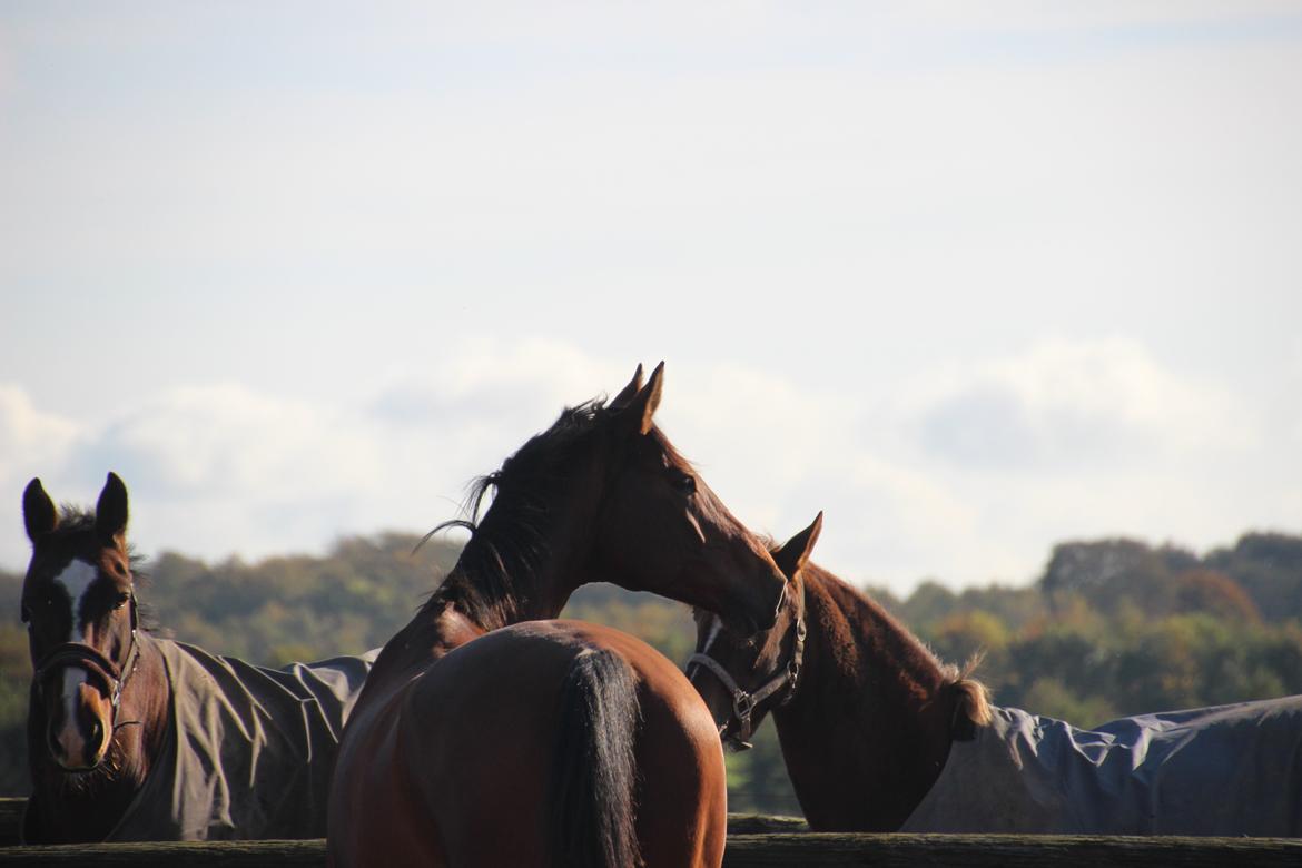 Anden særlig race Imagin Spot Morsbøl(Aflivet) billede 31