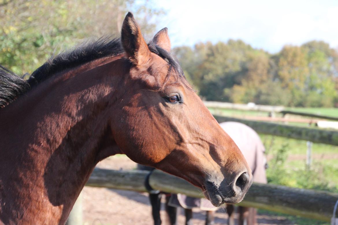 Anden særlig race Imagin Spot Morsbøl(Aflivet) billede 32