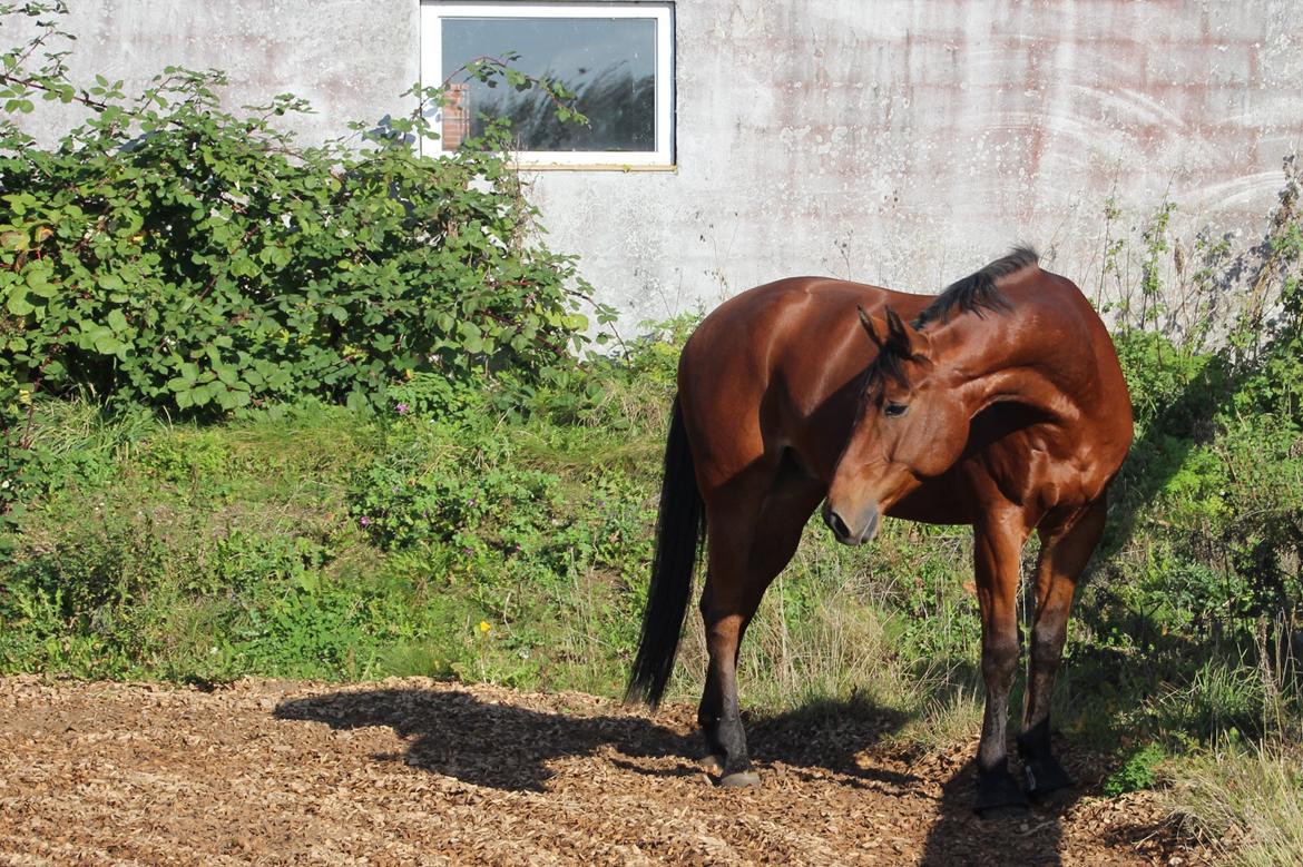Anden særlig race Imagin Spot Morsbøl(Aflivet) billede 33