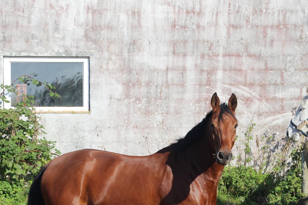 Anden særlig race Imagin Spot Morsbøl(Aflivet) billede 34