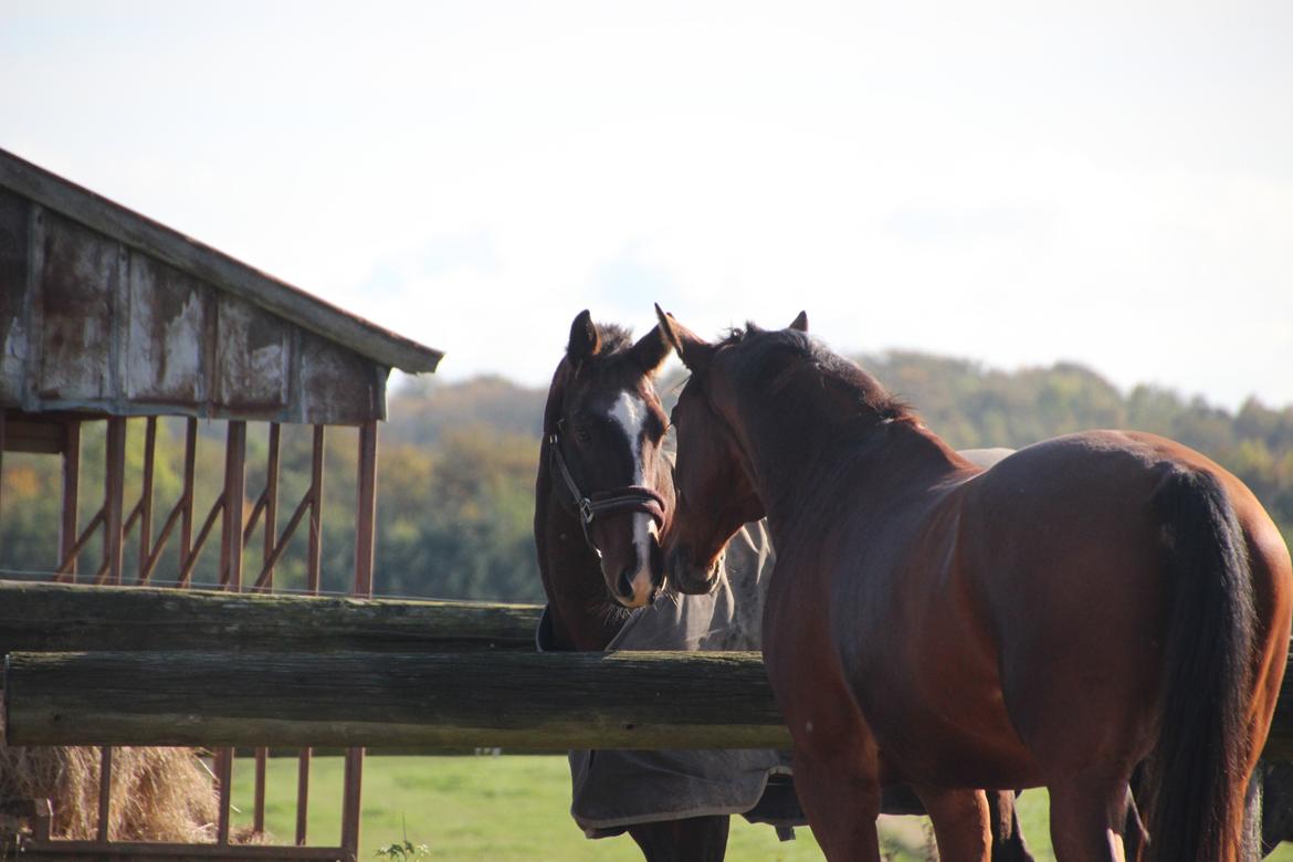 Anden særlig race Imagin Spot Morsbøl(Aflivet) billede 30
