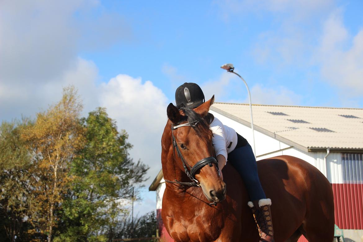 Anden særlig race Imagin Spot Morsbøl(Aflivet) billede 36