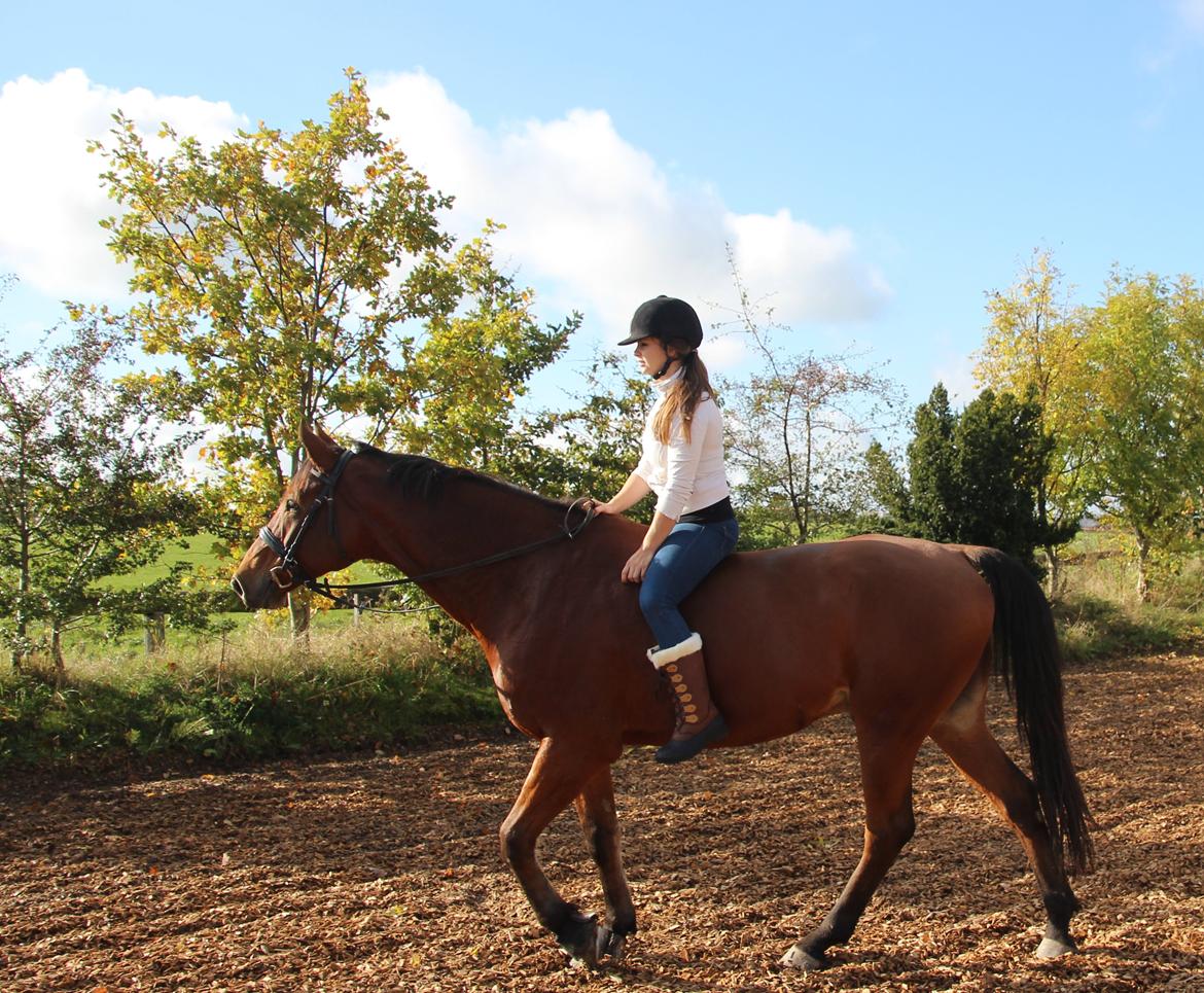 Anden særlig race Imagin Spot Morsbøl(Aflivet) billede 38