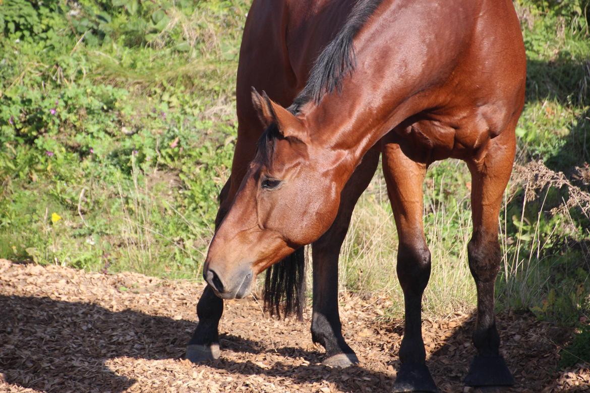 Anden særlig race Imagin Spot Morsbøl(Aflivet) billede 35
